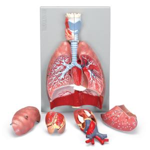 GPAS 5 Steps : Respiratory System Model